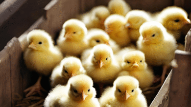 شهدت-تفاوت-بسيط-في-بعض-الأنواع-:-أسعار-الكتاكيت-اليوم-5-8-2025